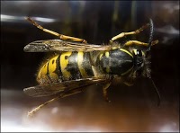 Manchester Exterminators Pest Control 375852 Image 1
